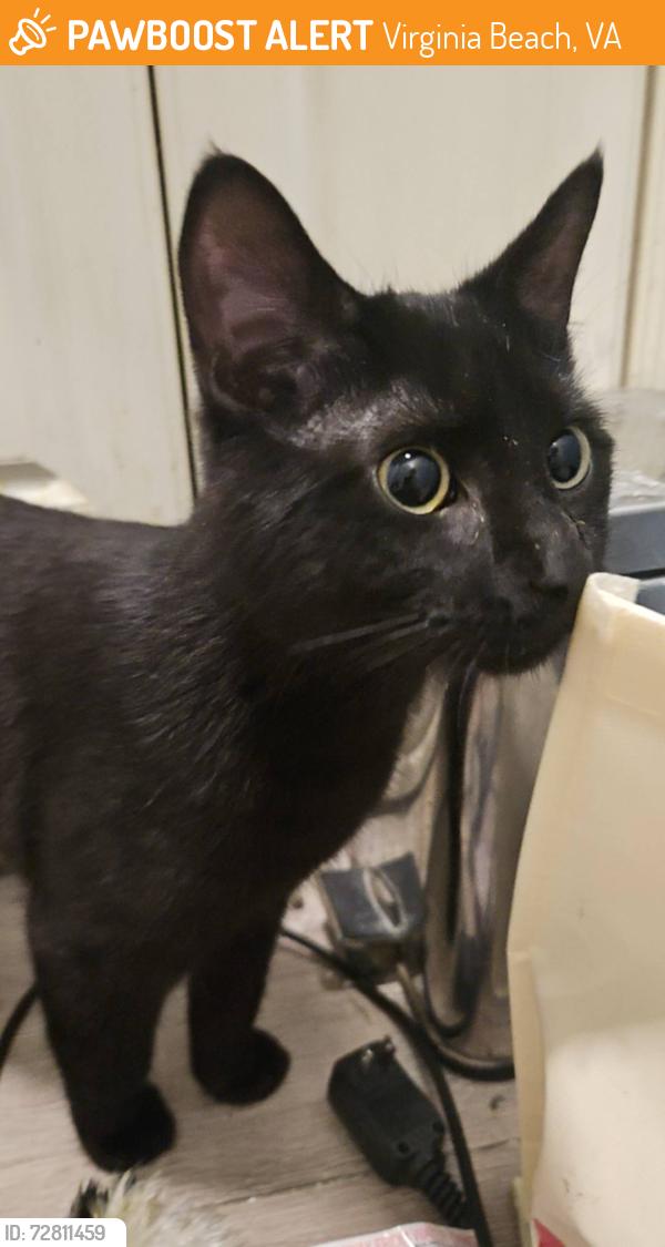 Found/Stray Male Cat last seen Lynnhaven Parkway and Wind Mill crescent, Virginia Beach, VA 23453