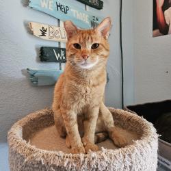 Lost Male Cat last seen Near pine Flower ct, Henderson, NV 89002