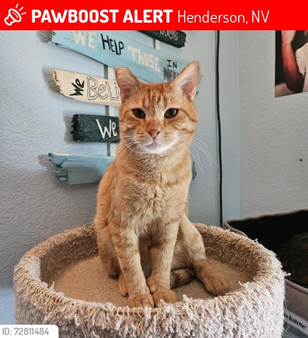 Lost Male Cat last seen Near pine Flower ct, Henderson, NV 89002