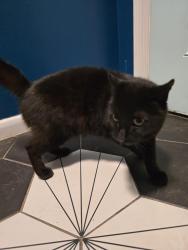 Reunited Male Cat last seen 9th Avenue and Olive Road, Ferry Pass, FL 32514