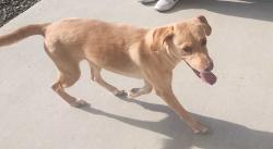 Found/Stray Female Dog last seen Brun st, Caldwell, ID 83607