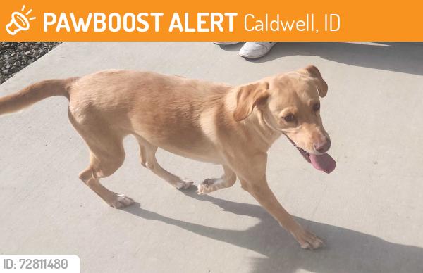 Found/Stray Female Dog last seen Brun st, Caldwell, ID 83607