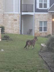 Found/Stray Unknown Dog last seen Crossword apmts , San Antonio, TX 78247