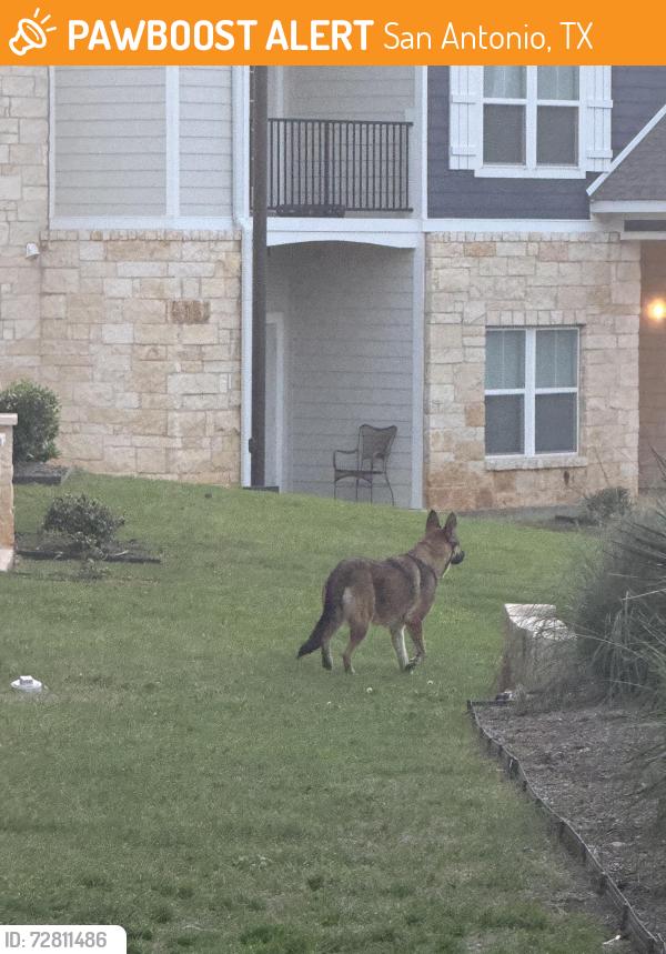 Found/Stray Unknown Dog last seen Crossword apmts , San Antonio, TX 78247