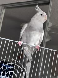 Lost Female Bird last seen Gladiator Cir & Toga Way , Greenacres Fl 33463, Greenacres, FL 33463