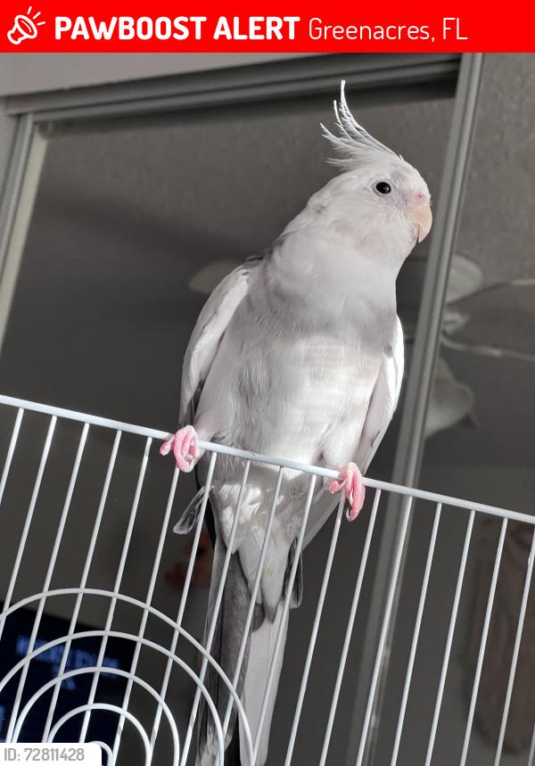 Lost Female Bird last seen Gladiator Cir & Toga Way , Greenacres Fl 33463, Greenacres, FL 33463