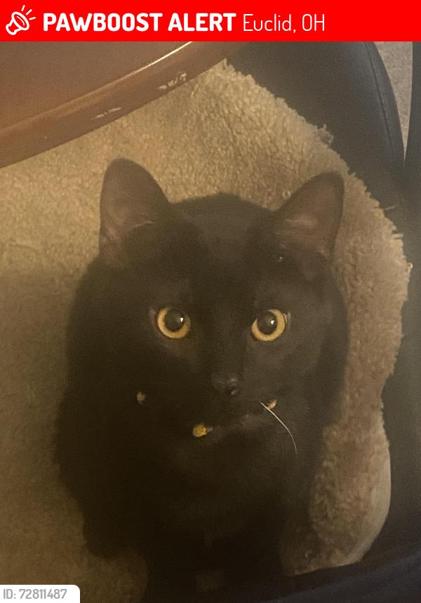 Lost Male Cat last seen South Lakeshore , Euclid, OH 44123