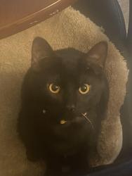 Lost Male Cat last seen South Lakeshore , Euclid, OH 44123