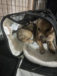 Found/Stray Female Dog last seen Audra Ln & E McKinney St, Denton, TX 76209