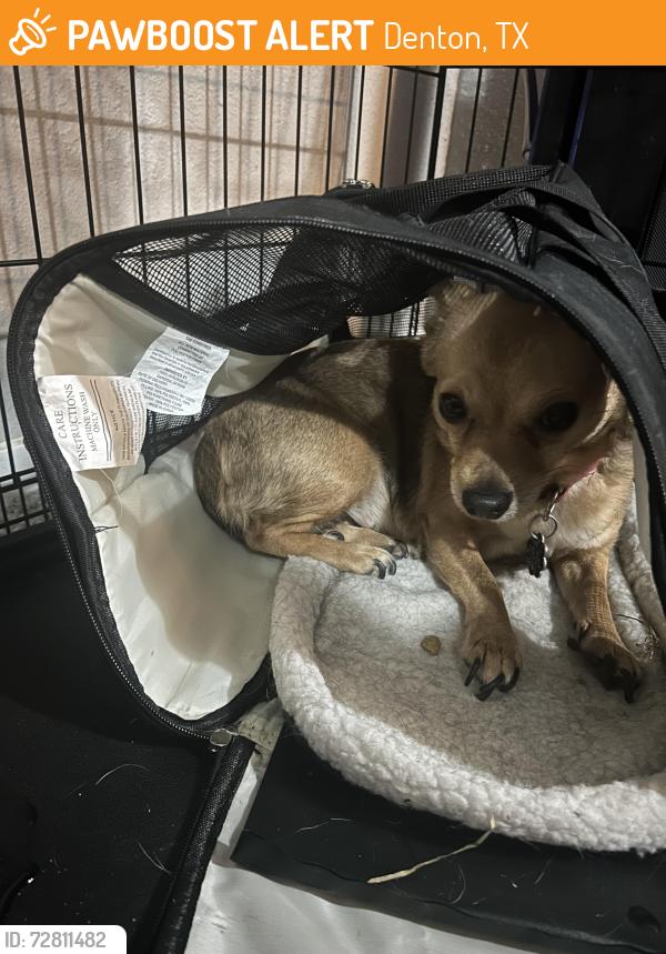 Found/Stray Female Dog last seen Audra Ln & E McKinney St, Denton, TX 76209