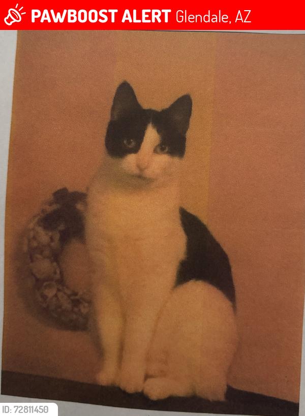 Lost Female Cat last seen Paradise Lane and 53rd Ave , Glendale, AZ 85306