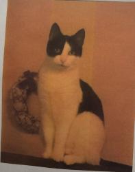 Lost Female Cat last seen Paradise Lane and 53rd Ave , Glendale, AZ 85306