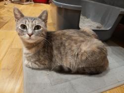 Lost Female Cat last seen County rd 46, Tilbury, ON N0P 2L0