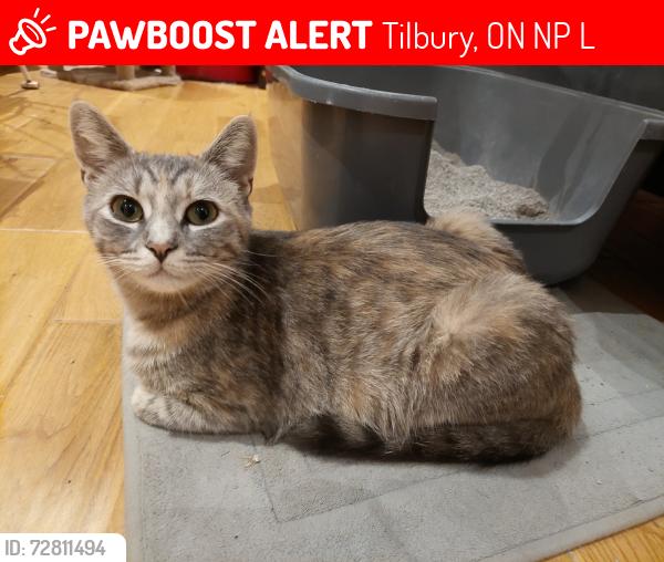 Lost Female Cat last seen County rd 46, Tilbury, ON N0P 2L0