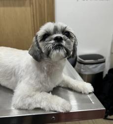 Lost Female Dog last seen Viejas Casino Resort, Alpine, CA 91901