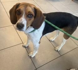 Found/Stray Male Dog last seen Robertson Ave, James Ave, Frisco Ave, Nashville, TN 37209