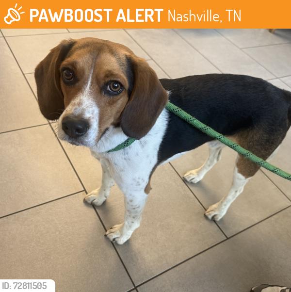 Found/Stray Male Dog last seen Robertson Ave, James Ave, Frisco Ave, Nashville, TN 37209