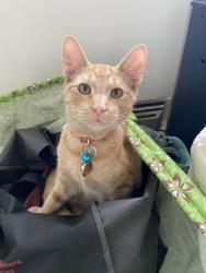 Lost Male Cat last seen Route 60 near Novotny’s Farm Market, Vermilion, OH 44089