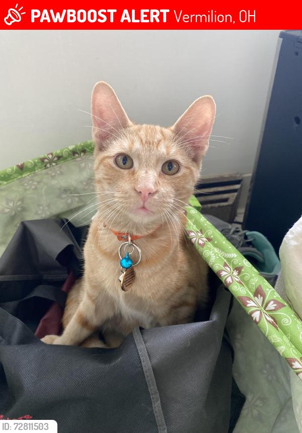 Lost Male Cat last seen Route 60 near Novotny’s Farm Market, Vermilion, OH 44089