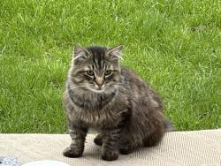 Found/Stray Unknown Cat last seen Fisk and Beck, Howell, MI 48843