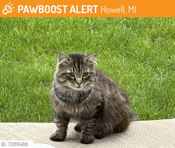 Found/Stray Unknown Cat last seen Fisk and Beck, Howell, MI 48843
