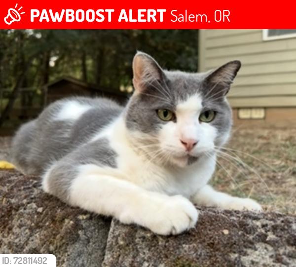 Lost Male Cat last seen Riverdale Rd, near Halls Ferry Rd, Salem, OR 97302