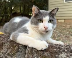 Lost Male Cat last seen Riverdale Rd, near Halls Ferry Rd, Salem, OR 97302