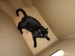 Lost Male Cat last seen Asheford way /heritage way Cameron nc , Harnett County, NC 28326