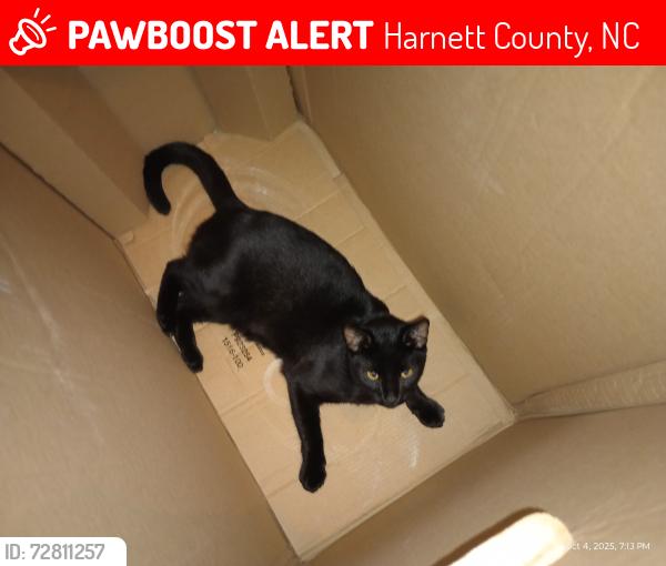 Lost Male Cat last seen Asheford way /heritage way Cameron nc , Harnett County, NC 28326