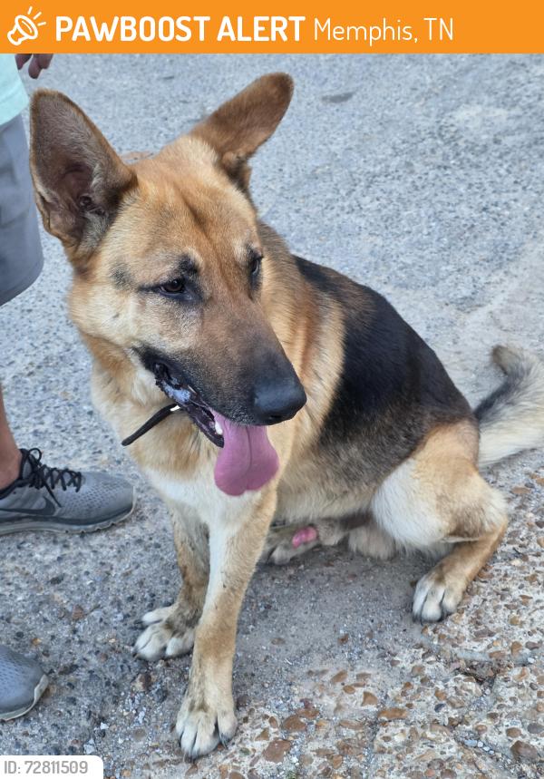 Found/Stray Male Dog last seen Bolen Huse , Memphis, TN 38128