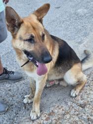 Found/Stray Male Dog last seen Bolen Huse , Memphis, TN 38128