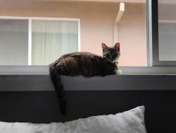 Lost Female Cat last seen apmts, Campbell, CA 95008