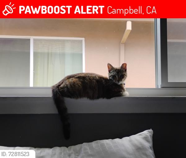 Lost Female Cat last seen apmts, Campbell, CA 95008