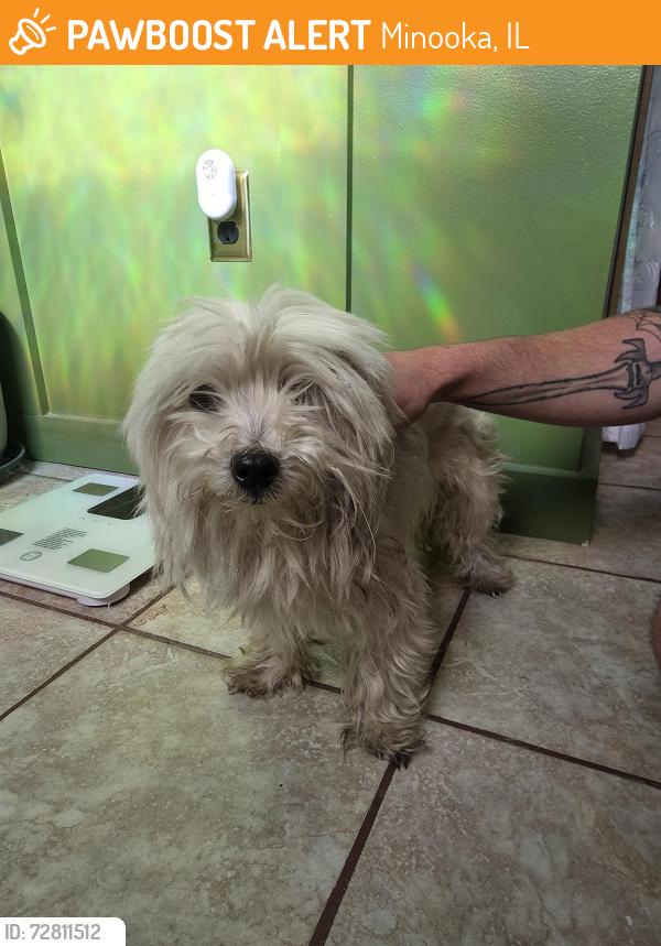 Found/Stray Female Dog last seen houses grove forest preserve off 52 minooka , Minooka, IL 60447