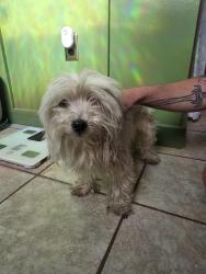 Found/Stray Female Dog last seen houses grove forest preserve off 52 minooka , Minooka, IL 60447