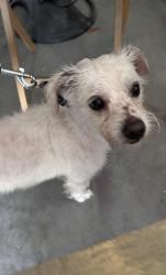 Found/Stray Male Dog last seen Benevento Street and Jack Brack in St. Cloud, Osceola County, FL 34771
