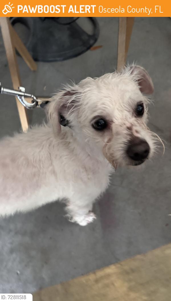 Found/Stray Male Dog last seen Benevento Street and Jack Brack in St. Cloud, Osceola County, FL 34771