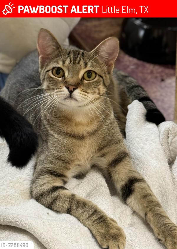 Lost Female Cat last seen Milton and Gammon Rd. 952 Milton St., Little Elm, TX 75068