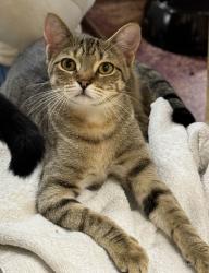 Lost Female Cat last seen Milton and Gammon Rd. 952 Milton St., Little Elm, TX 75068