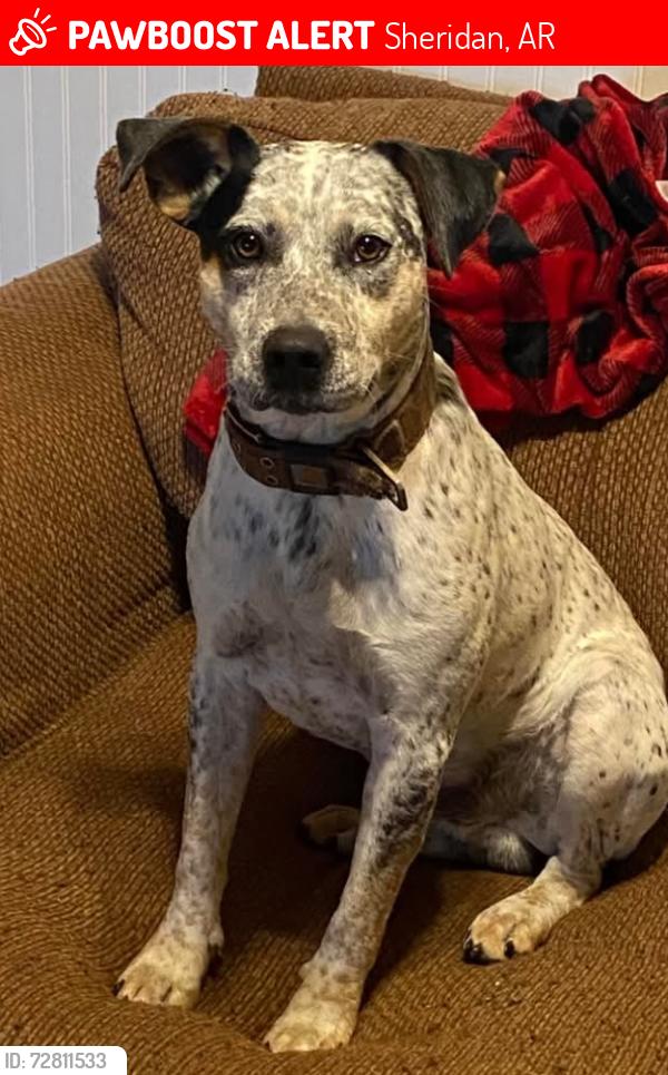 Lost Male Dog last seen Old A&P/SQRL Gas Station on 167, Sheridan, AR 72150