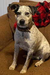 Lost Male Dog last seen Old A&P/SQRL Gas Station on 167, Sheridan, AR 72150