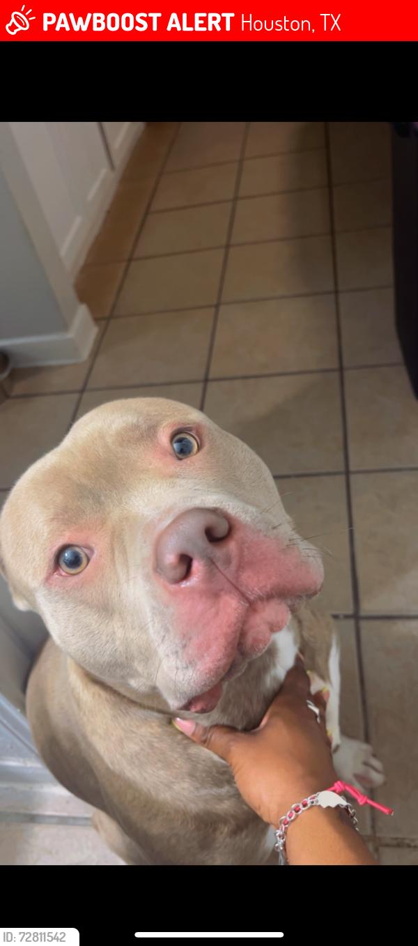 Lost Male Dog last seen Almeda Genoa , Houston, TX 77047