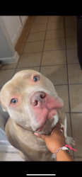 Lost Male Dog last seen Almeda Genoa , Houston, TX 77047