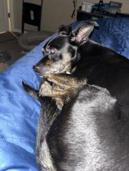 Lost Female Dog last seen Thomas Trails, Edmond, OK 73003