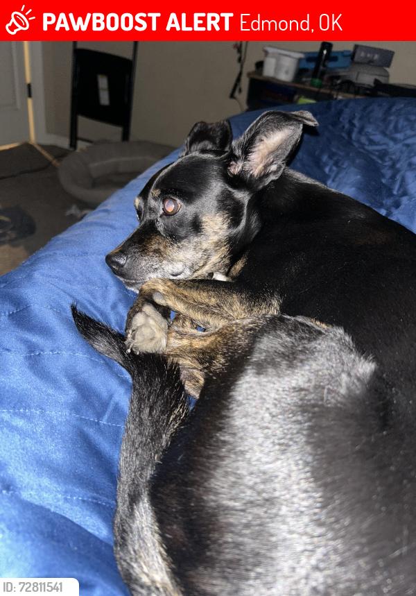 Lost Female Dog last seen Thomas Trails, Edmond, OK 73003
