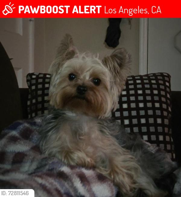 Lost Male Dog last seen Near Covello St, Winnetka, Los Angeles, CA 91306