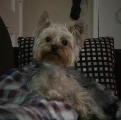 Lost Male Dog last seen Near Covello St, Winnetka, Los Angeles, CA 91306