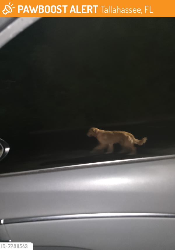 Found/Stray Unknown Dog last seen Behind the shopping plaza at the intersection of Mahan and capital circle, Tallahassee, FL 32308