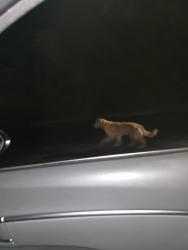 Found/Stray Unknown Dog last seen Behind the shopping plaza at the intersection of Mahan and capital circle, Tallahassee, FL 32308