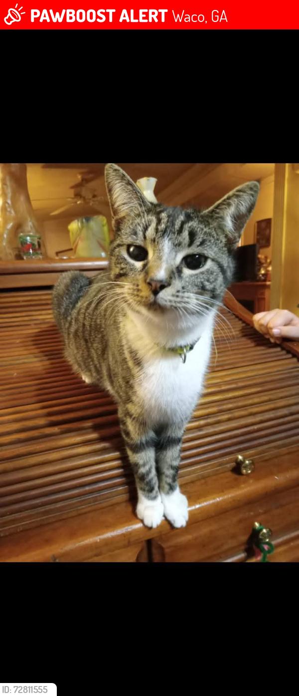 Lost Female Cat last seen Providence Church spur, Waco, GA 30182